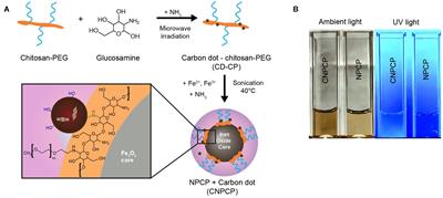 Microwave-Assisted Synthesis of Carbon Dot – Iron Oxide Nanoparticles for Fluorescence Imaging and Therapy